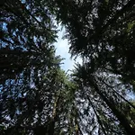 Farma Steinerhof In Kaernten *