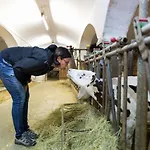 Steinerhof In Kaernten *