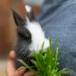 Steinerhof In Kaernten