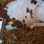 Steinerhof In Kaernten Farma