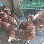 Steinerhof In Kaernten Farma