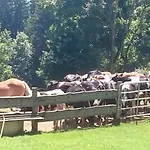 Steinerhof In Kaernten *