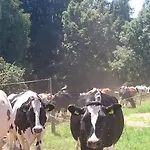 Steinerhof In Kaernten Farma Liebenfels