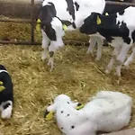 Steinerhof In Kaernten Farma Liebenfels