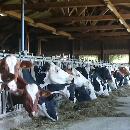 Steinerhof In Kaernten Liebenfels