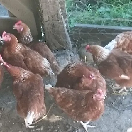 Steinerhof In Kaernten Vakantieboerderij