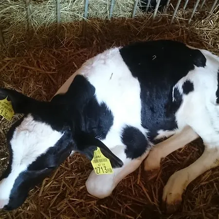 Steinerhof In Kaernten * Liebenfels