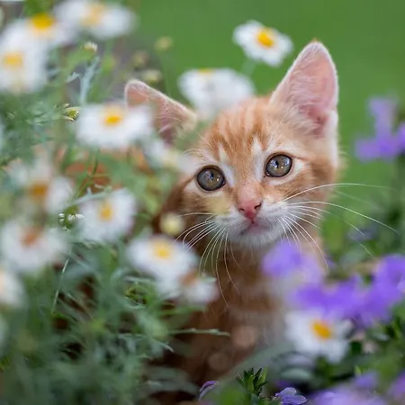 Feriegård Steinerhof In Kaernten