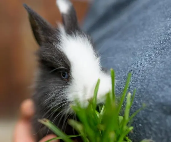Steinerhof In Kaernten