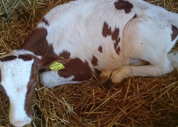 Steinerhof In Kaernten Gospodarstwo agroturystyczne