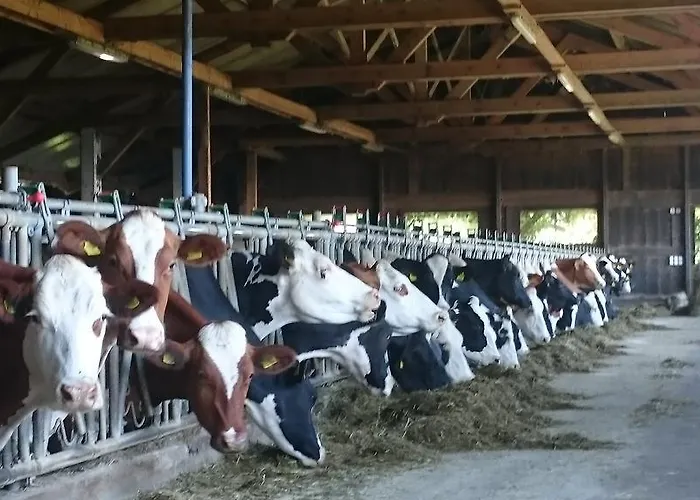 Steinerhof In Kaernten Liebenfels