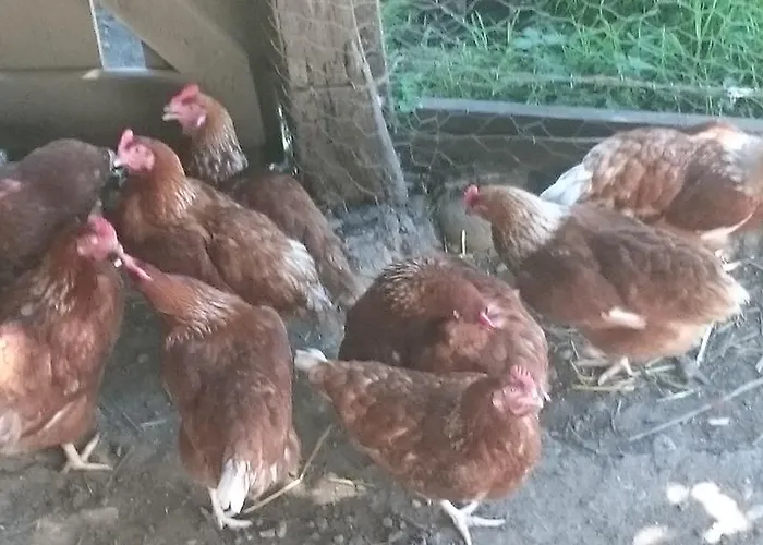 Steinerhof In Kaernten Gospodarstwo agroturystyczne