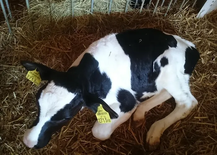 Steinerhof In Kaernten * Liebenfels