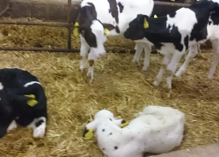 Steinerhof In Kaernten Gospodarstwo agroturystyczne Liebenfels