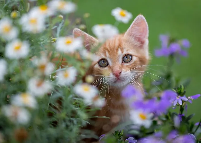 Gospodarstwo agroturystyczne Steinerhof In Kaernten